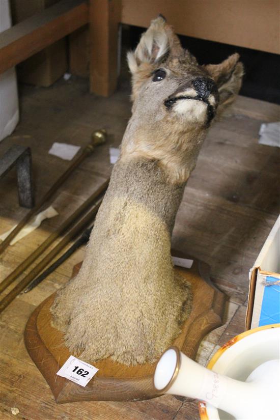 Taxidermic young deer(-)